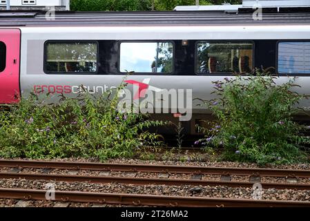 Selbstgesäte Buddleia-Büsche wachsen zwischen den Schienen entlang eines CrossCountry-Zuges am Bahnhof Totnes, South Devon. Stockfoto