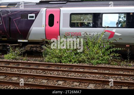 Selbstgesäte Buddleia-Büsche wachsen zwischen den Schienen entlang eines CrossCountry-Zuges am Bahnhof Totnes, South Devon. Stockfoto