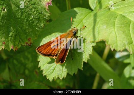 Kleiner Skipper (Thymelicus sylvestris), erwachsener Mann in Ruhe mit offenen Flügeln Eccles-on-Sea, Norfolk, Großbritannien. Juli Stockfoto