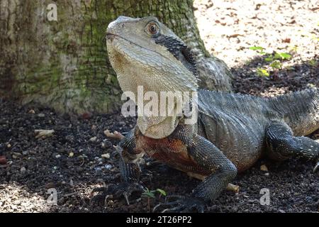 Nahaufnahme eines östlichen Wasserdrachen, Intellagama lesueurii, ein Arborealagamid in der Nähe von Flüssen und Bächen. Sydney, Australien. Stockfoto