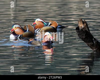 Mandarinente (Aix galericulata) drake schwimmt mit einer Eichel, nach der sie getaucht ist, in einem Waldteich, der von anderen beobachtet wird, Forest of Dean, Gloucestershire. Stockfoto