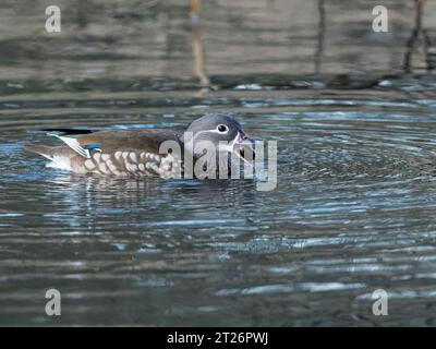 Mandarinente (Aix galericulata) schwimmt mit einer Eichel, nach der sie in einem Waldteich getaucht ist, Forest of Dean, Gloucestershire, Großbritannien, Januar. Stockfoto