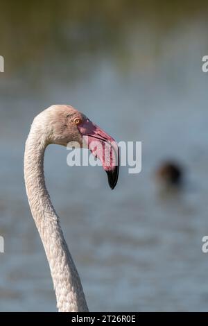 Porträt eines rosa Flamingos im Camargue-Teich, Südfrankreich Stockfoto