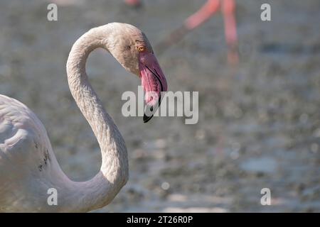 Porträt eines rosa Flamingos im Camargue-Teich, Südfrankreich Stockfoto