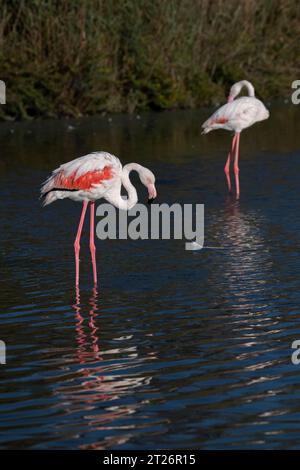 Vertikale Aufnahme von Pink Flamingo im Camargue Teich, Südfrankreich Stockfoto