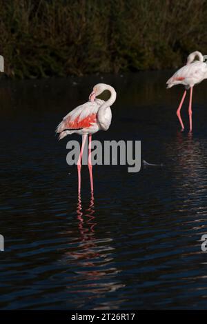 Vertikale Aufnahme von Pink Flamingo im Camargue Teich, Südfrankreich Stockfoto