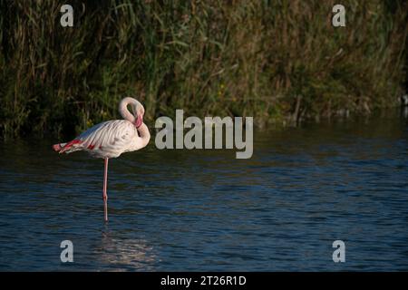 Pink Greater Flamingo, einbeiniges Gleichgewicht, Camargue Feuchtgebiet, Frankreich Stockfoto