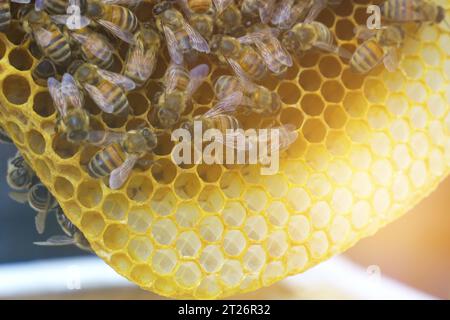 Ein Imker schaut auf einen Nestrahmen aus einem Kern - ein spezieller Bienenstock. Viele Bienen kriechen um den Rahmen herum. Landwirtschaftliches Konzept. Stockfoto