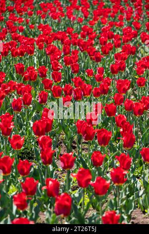 Ein Feld mit leuchtend rot blühenden natürlichen Tulpen. Ein Rasen mit roten Tulpen im Park. Blumenanbau für die Feiertage. Stockfoto