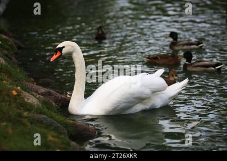 Schwäne sind Vögel der Familie Anatidae innerhalb der Gattung Cygnus. Das Bild des Schwans wurde im Park der Stadt Cesis in Lettland aufgenommen Stockfoto