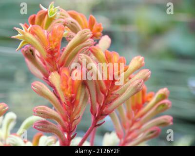 Lowe's Kangaroo Paw eine Pflanzenart aus Südwest-Australien in einem Gewächshaus des Eden Project St Austell Cornwall England Stockfoto