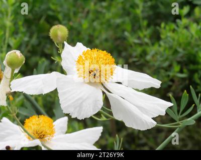 Romneya coulteri der kalifornische Mohn blüht im Juli im Garden of the Eden Project, Bodelva, St Austell, Cornwall, England Stockfoto