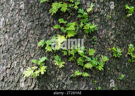 Junge Farne, die in den Rissen in der Rinde eines großen alten Baumes wachsen. Stockfoto