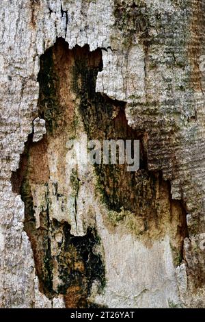 Abstrakte vertikale Fotografie von Details und Mustern aus braunem Holzstamm, Kunst in der Natur, Teneriffa, Spanien Stockfoto