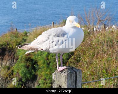 Eine Möwe, die auf einem Holzpfahl vor dem Ärmelkanal sitzt, am Lizard Point in Cornwall, England Stockfoto