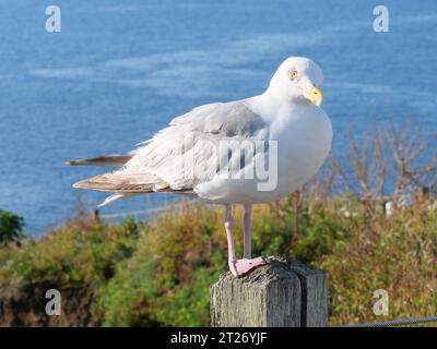 Eine Möwe, die auf einem Holzpfahl vor dem Ärmelkanal sitzt, am Lizard Point in Cornwall, England Stockfoto