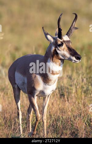 Amerikanische Antilopen oder Gabelantilopen im Custer State Park, South Dakota. Pronghorns Stockfoto