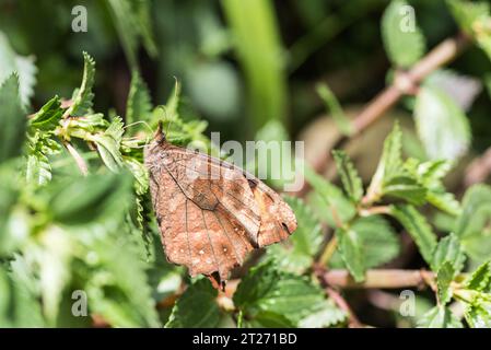 Seitenansicht eines hoch sitzenden feurigen Satyr (Lasiophila orbifera) in Ecuador Stockfoto