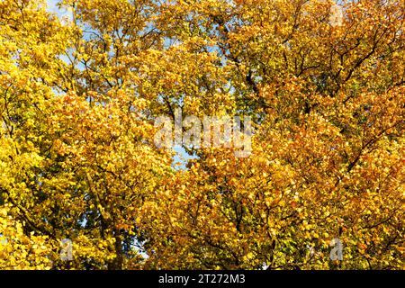 Bunte Zweige mit gelbem und orangenem Laub im Herbstwald. Malerische Herbstszene Stockfoto