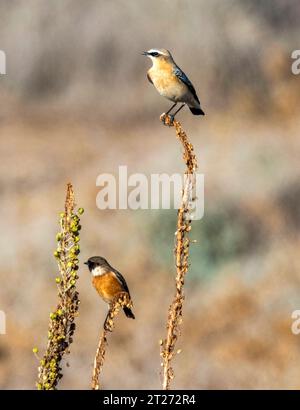 Northern Wheatear, (Oenanthe oenanthe) im Vordergrund und Stonechat, (Saxicola rubicola) dahinter, Paphos, Zypern. Stockfoto