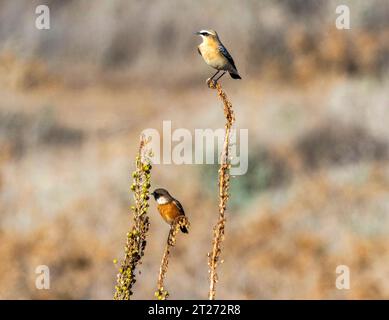 Northern Wheatear, (Oenanthe oenanthe) im Vordergrund und Stonechat, (Saxicola rubicola) dahinter, Paphos, Zypern. Stockfoto