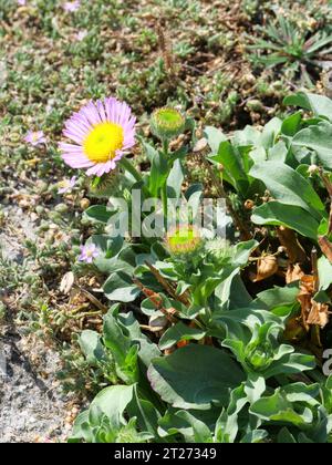 Erigeron glaucus eine niedrig wachsende, ausbreitende Staude mit blaugrauen Blättern und markanter, lavendelrosa, halbdoppelter, Gänseblümchenartiger Blüte Stockfoto