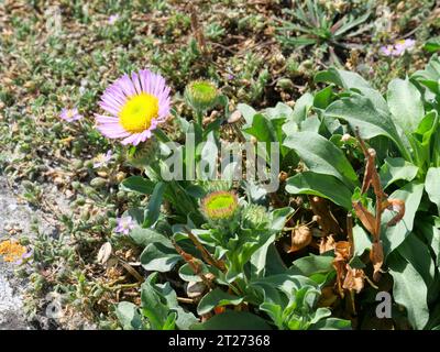 Erigeron glaucus eine niedrig wachsende, ausbreitende Staude mit blaugrauen Blättern und markanter, lavendelrosa, halbdoppelter, Gänseblümchenartiger Blüte Stockfoto