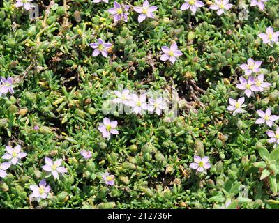 Spergularia Media ist eine typische Pflanze der Küstenvegetation in Cornwall England Stockfoto