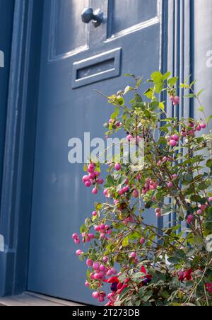 Coralberry Symphoricarpos Orbiculatus Moench Pflanze, vor dem charaktervollen historischen Hugenottenhaus in der Wilkes Street in Spitalfields, London, Großbritannien. Stockfoto