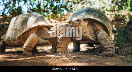 Ein paar Aldabra Riesenschildkröten endemische Arten - eine der größten Schildkröten der Welt im Zoo Naturpark auf Mauritius Insel. Riesige Reptilien po Stockfoto