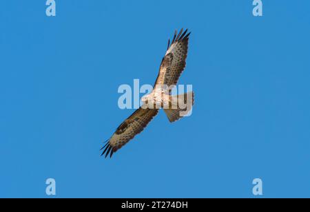 Lutherstadt Wittenberg, Deutschland. September 2023. Am 25. September 2023 fliegt Ein gemeiner Bussard (Buteo buteo) am Himmel, wenige Kilometer südlich von Lutherstadt Wittenberg. Kredit: Wolfram Steinberg/dpa Kredit: Wolfram Steinberg/dpa/Alamy Live News Stockfoto