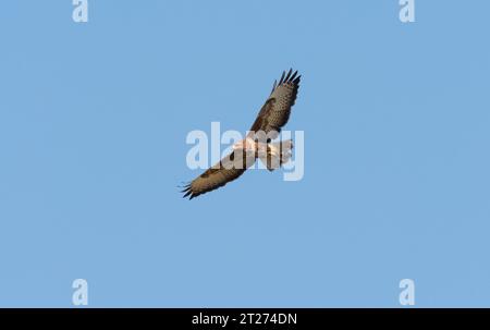 Lutherstadt Wittenberg, Deutschland. September 2023. Am 25. September 2023 fliegt Ein gemeiner Bussard (Buteo buteo) am Himmel, wenige Kilometer südlich von Lutherstadt Wittenberg. Kredit: Wolfram Steinberg/dpa Kredit: Wolfram Steinberg/dpa/Alamy Live News Stockfoto