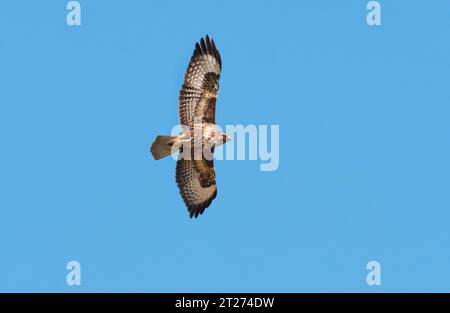 Lutherstadt Wittenberg, Deutschland. September 2023. Am 25. September 2023 fliegt Ein gemeiner Bussard (Buteo buteo) am Himmel, wenige Kilometer südlich von Lutherstadt Wittenberg. Kredit: Wolfram Steinberg/dpa Kredit: Wolfram Steinberg/dpa/Alamy Live News Stockfoto