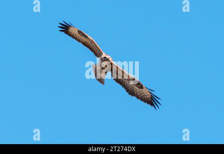Lutherstadt Wittenberg, Deutschland. September 2023. Am 25. September 2023 fliegt Ein gemeiner Bussard (Buteo buteo) am Himmel, wenige Kilometer südlich von Lutherstadt Wittenberg. Kredit: Wolfram Steinberg/dpa Kredit: Wolfram Steinberg/dpa/Alamy Live News Stockfoto