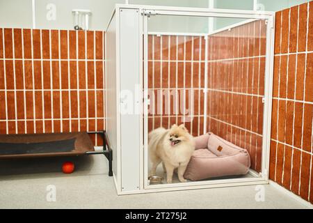 Niedlicher pommersche Spitz mit Blick auf Zwinger mit weichem Hundebett im Haustierhotel, gemütliche Unterkunft Stockfoto