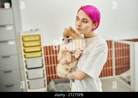 Lila-haariger Hundesitter, der weiß abblickt und einen pelzigen pommerschen Spitz in einem gemütlichen Haustierhotel hält Stockfoto