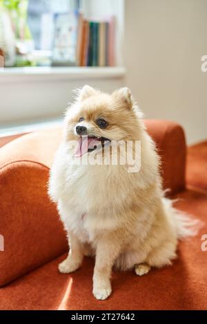 Lustiger und flauschiger pommersche Spitz, der in einem haustierfreundlichen Hotel auf einer weichen Couch sitzt Stockfoto