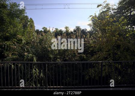 Die Eisenbahnstrecke und ihre Überkopfkabel in einem von Bäumen umrahmten Park Stockfoto