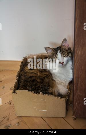 Eine Großaufnahme einer schönen Tabby Hauskatze mit langem Pelz, die in einem gekauten Karton schläft. Horizontales Bild Stockfoto