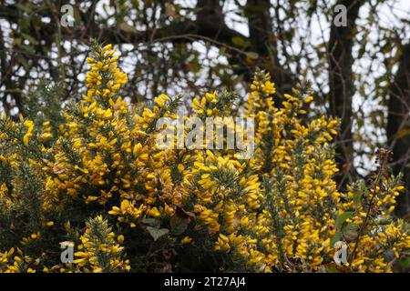 Oxford Island, Lough Neagh, County Armagh, Nordirland, Großbritannien. Oktober 2023. Wetter in Großbritannien – ein grau bedeckter und immer windiger werdender Herbsttag, als sich eine Sturmfront nähert, blüht Gorse an einem Herbsttag im Oktober. Quelle: CAZIMB/Alamy Live News. Stockfoto