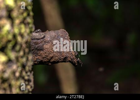 Brasilianische Stachellose Biene, bekannt als Tucuna (Scaptotrigona bipunctata) am Eingang ihres Nestes oder Bienenstöckchens, die in einem Baumstamm in Brasilien hergestellt wurde Stockfoto