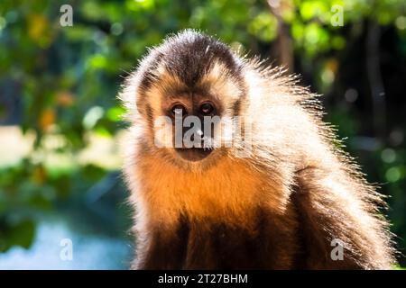 Kapuzineraffe (Cebus apella) auf dem Baum im Atlnatischen Regenwald in Brasilien Stockfoto