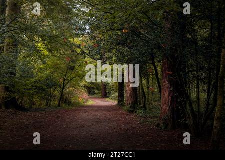 Ein Pfad durch den Wald im Herbst in Südwales Großbritannien Stockfoto