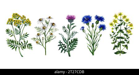 Medizinische Feldblumen. Kamille, Kornblume und tansy, Leucea und St. Johanniskraut. Aquarellillustration, handgezeichnet. Für Verpackungen, Etiketten und t Stockfoto