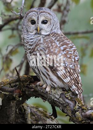 Barred Owl steht auf einem Ast im Wald auf grünem Hintergrund, Quebec, Canad Stockfoto