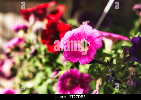 Wunderschöne Surfinia-Blumen in allen Farben Stockfoto