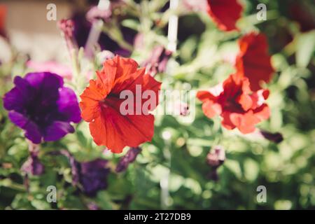 Wunderschöne Surfinia-Blumen in allen Farben Stockfoto