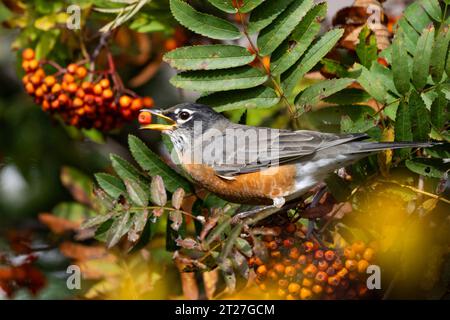 Ein amerikanischer rotkehlchen, Turdus migratorius, ernährt sich von Orangenbeeren an Esche, Sorbus americana, in einem Garten Stockfoto