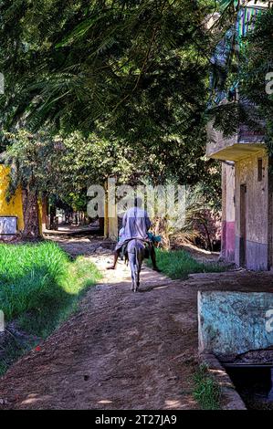 Ein Landarbeiter reitet auf seinem Esel durch die von Bäumen gesäumten Straßen der Insel Geziret el Dahab in Kairo Stockfoto