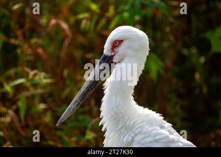 Der orientalische Weißstorch (Ciconia boyciana) ist ein großer Watvogel, der in Ostasien vorkommt. Es ist bekannt für sein weißes Gefieder, seine schwarzen Flügelspitzen und sein langes Rot Stockfoto